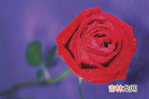 三朵玫瑰花代表啥意思,三朵玫瑰花代表的花语是什么意思