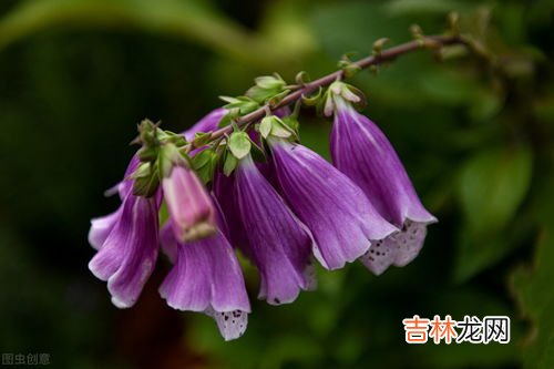 风铃草的花语,风铃草寓意