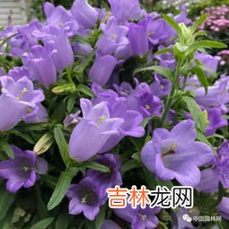 风铃草的花语,风铃草寓意
