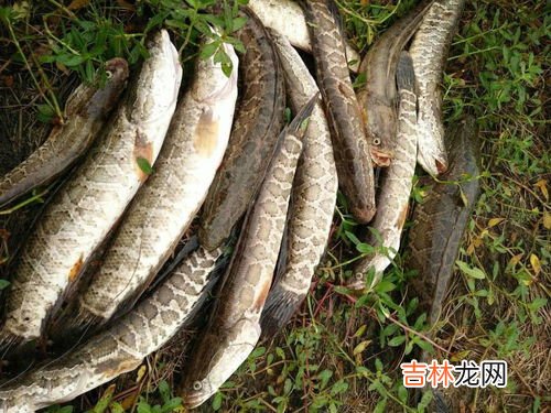 钓黑鱼用什么饵料,黑鱼用什么饵料钓最好 黑鱼用荤饵钓最好