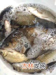 钓黑鱼用什么饵料,黑鱼用什么饵料钓最好 黑鱼用荤饵钓最好