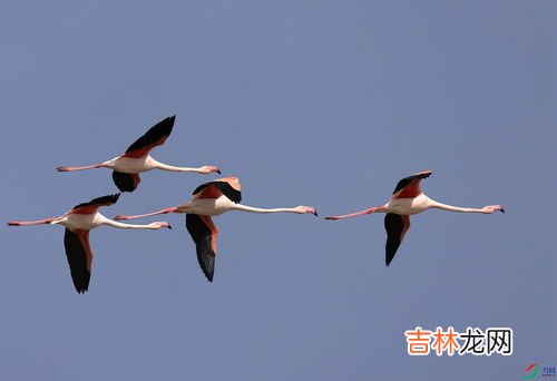 火烈鸟会不会飞,火烈鸟有什么本领