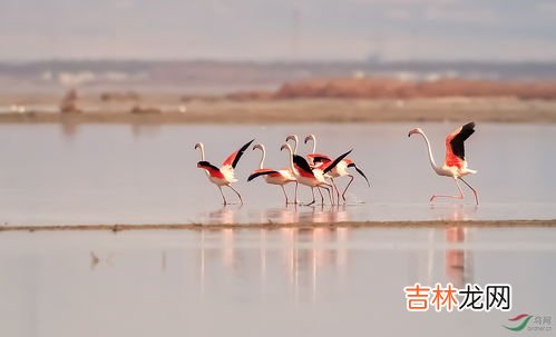 火烈鸟会不会飞,火烈鸟有什么本领