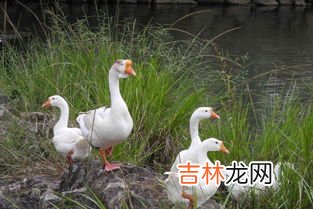 养500只鹅需多少投资,养鹅的成本