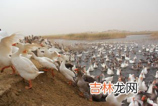 养500只鹅需多少投资,养鹅的成本