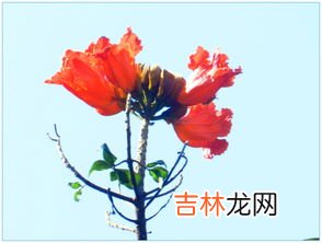 火焰花的药用价值和功效,火焰花有什么用?