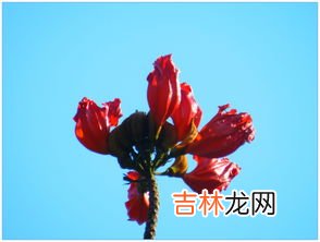 火焰花的药用价值和功效,火焰花有什么用?