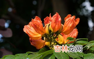 火焰花的药用价值和功效,火焰花有什么用？