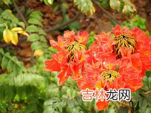 火焰花的药用价值和功效,火焰花有什么用?