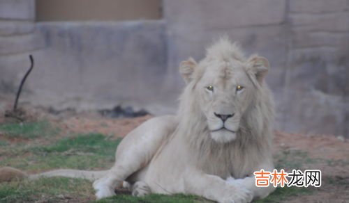 梅花鹿寓意着什么,梅花鹿寓意是什么?