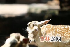 梅花鹿寓意着什么,梅花鹿寓意是什么?