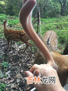 梅花鹿寓意着什么,梅花鹿寓意是什么?