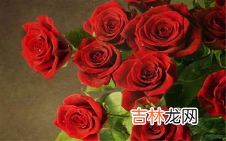 红玫瑰的花语是什么,红玫瑰花语是什么意思