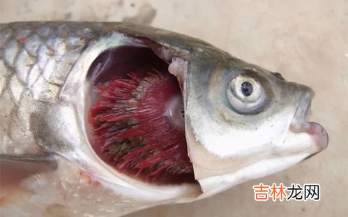 鱼儿拍动鳃盖是为啥,小鱼炸腮是怎么回事啊