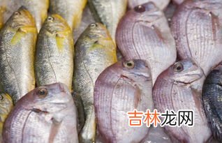 鱼儿拍动鳃盖是为啥,小鱼炸腮是怎么回事啊