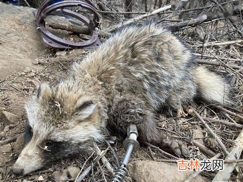 江团属于保护动物吗,江团和湄公鱼哪个贵