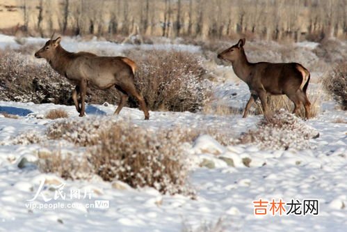 江团属于保护动物吗,江团和湄公鱼哪个贵