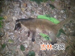江团属于保护动物吗,江团和湄公鱼哪个贵