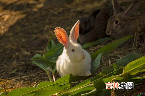 小白兔的嘴是两瓣的对不对,兔子的嘴是什么形状的