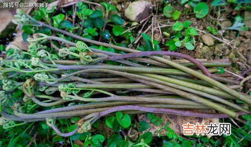 新鲜车前草怎么泡水喝,车前草怎么泡水喝