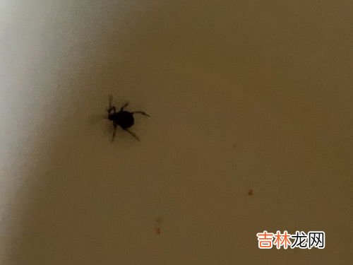 蜱虫是不是臭虫,臭虫和蜱虫是一样的吗?