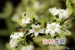 六月雪为什么不吉利,六月雪盆景不吉利风水是真的吗