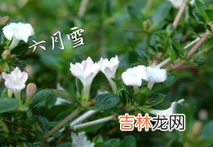 六月雪为什么不吉利,六月雪盆景不吉利风水是真的吗