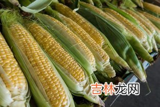 玉米是发物吗,玉米是发物吗