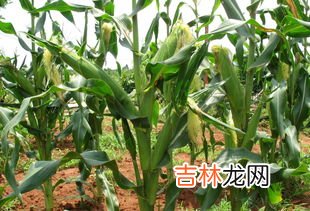 玉米是发物吗,玉米是发物吗