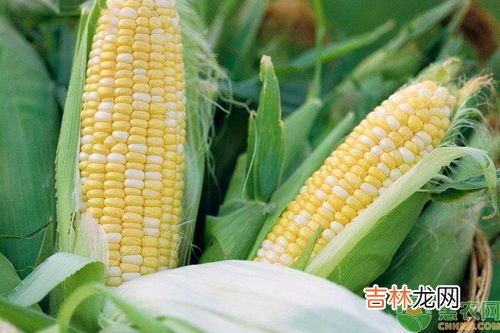 玉米是发物吗,玉米是发物吗