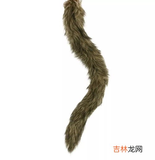 人类为什么没有尾巴,猴子有尾巴,为什么人类没有尾巴?人类的尾巴呢?