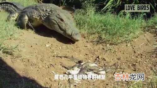 人类为什么没有尾巴,猴子有尾巴,为什么人类没有尾巴?人类的尾巴呢?