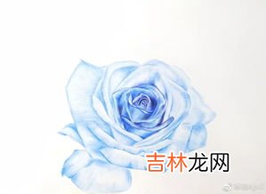 蓝色玫瑰叫啥,淡蓝色玫瑰花叫什么