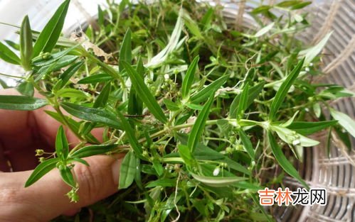 白花蛇舌草的功效,白花蛇舌草的功效与作用