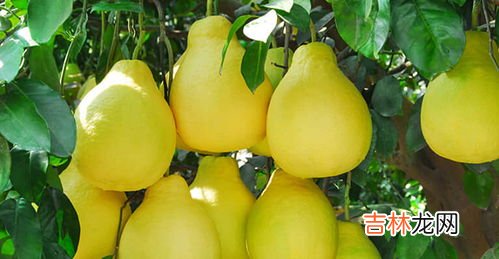 柚子跟什么食物相克,柚子不能和什么一起吃?