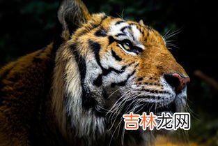虎的象征意义是什么,虎的寓意和象征
