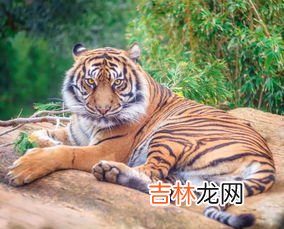 虎的象征意义是什么,虎的寓意和象征