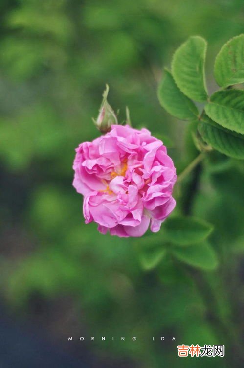玫瑰花的特征和特点是什么,玫瑰花的特点是什么？