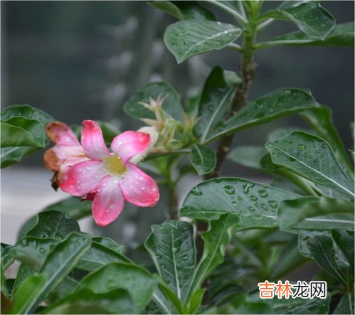 玫瑰花的特征和特点是什么,玫瑰花的特点是什么？