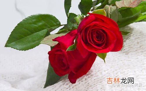玫瑰花的特征和特点是什么,玫瑰花的特点是什么？