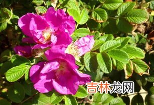 玫瑰花的特征和特点是什么,玫瑰花的特点是什么？