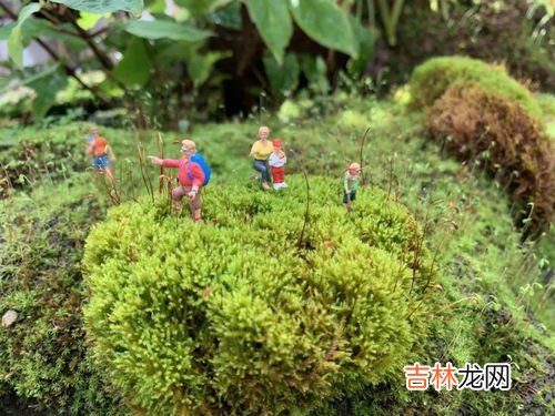 眼镜蛇瓶子草,眼镜蛇瓶子草的捕虫机制