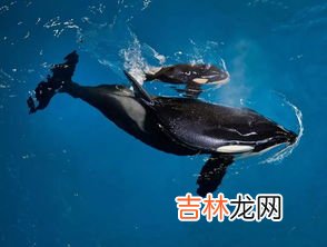 虎鲸为什么对人类友好,虎鲸为什么这么喜欢人类?