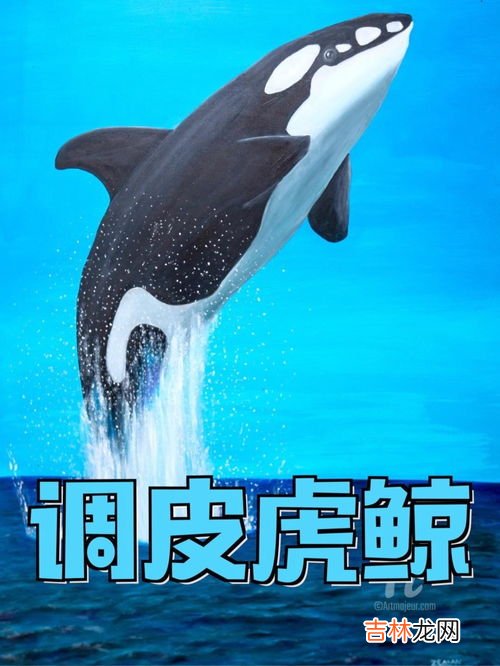 虎鲸为什么对人类友好,虎鲸为什么这么喜欢人类?