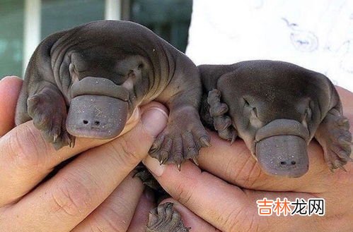 鸭嘴兽是卵生还是胎生,鸭嘴兽是胎生还是卵生