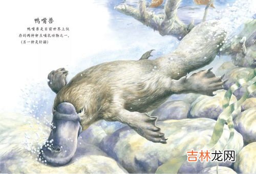 鸭嘴兽是卵生还是胎生,鸭嘴兽是胎生还是卵生
