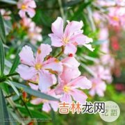 樱花草花语,樱花草的花语，樱花草的花语是什么