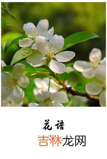 樱花草花语,樱花草的花语，樱花草的花语是什么