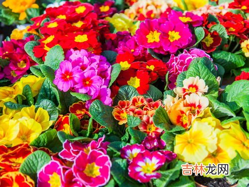 樱花草花语,樱花草的花语，樱花草的花语是什么