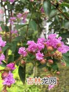 樱花草花语,樱花草的花语，樱花草的花语是什么